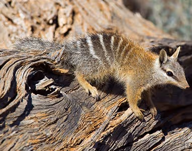Image of an animal at the Australian Wildlife Conservancy.
